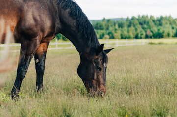 horse in field