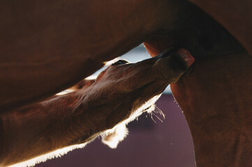 horse in field