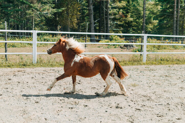 horse in field