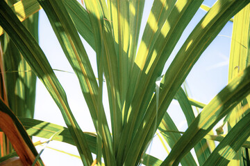 Leaves of sugarcane with texture.