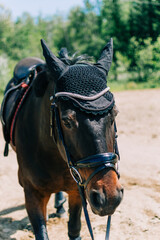 horse in field