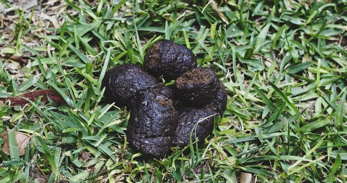 Dog poop with flies flying around