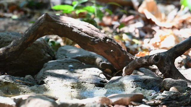 Lesser Mouse-deer, Tragulus kanchil, 4K Footage; looking up forward to the right, licking its mouth, then runs to the right, at a waterhole, summer afternoon, Kaeng Krachan National Park, Thailand.