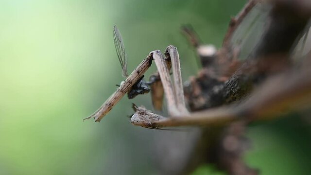 Heterochaetula straminea, Mantis, 4K Footage; eating a part of the mutilated fly, its left eye so relaxed and mandibles busy chewing, forelegs clamping on its meal.