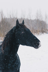horse in field