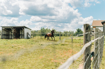 horse in field