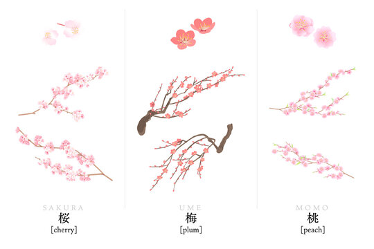 桜、梅、桃のベクターイラスト