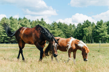 horse in field