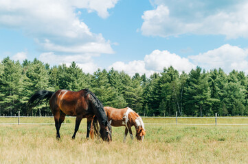 horse in field