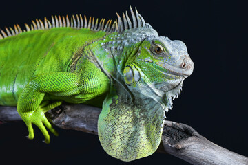 Big green iguana on isolated black background