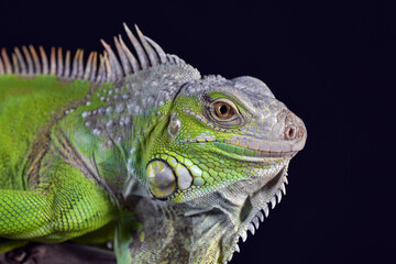 Big green iguana on isolated black background