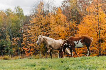 horse in field