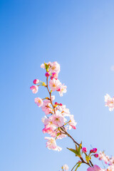 Cherry Tree Blossom Flowers. Spring Cherry Blossom. Blooming Flowers.