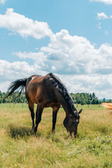 horse in field