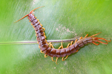 A centipede can bite. It is a poisonous animal and has a lot of legs.