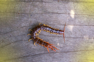 A centipede can bite. It is a poisonous animal and has a lot of legs.
