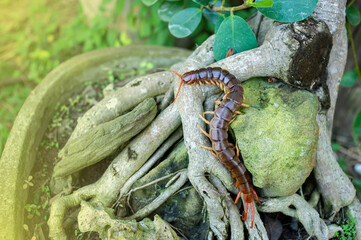 A centipede can bite. It is a poisonous animal and has a lot of legs.