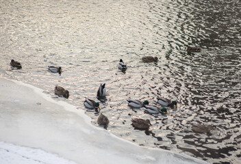 flock of ducks on the river in winter