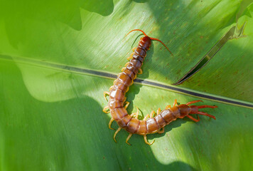 A centipede can bite. It is a poisonous animal and has a lot of legs.