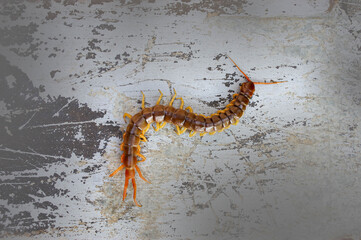 A centipede can bite. It is a poisonous animal and has a lot of legs.