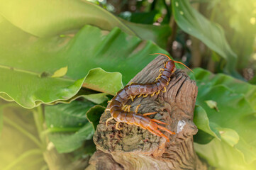 A centipede can bite. It is a poisonous animal and has a lot of legs.