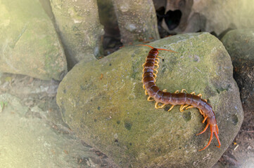 A centipede can bite. It is a poisonous animal and has a lot of legs.