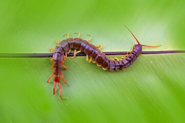 A centipede can bite. It is a poisonous animal and has a lot of legs.