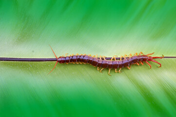 A centipede can bite. It is a poisonous animal and has a lot of legs.