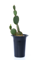 cactus in pots on a white background