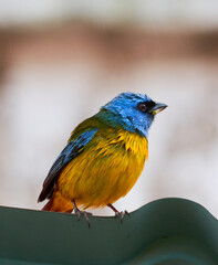 Pajaro amarillo con azul-yellow bird with blue