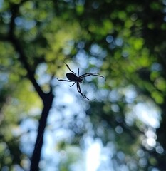 spider on a leaf