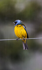Pajaro amarillo con azul-yellow bird with blue