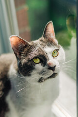 portrait of a cat
