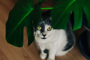 cat with plant