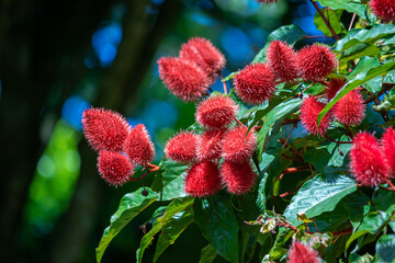 Achiote Fruit Detailed