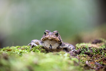 Frog on the grass