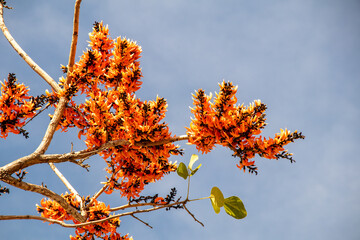 Beautiful Bastard Teak flower in blue sky background.(Butea monosperma)Common names include flame-of-the-forest,parrot tree or palash flower.