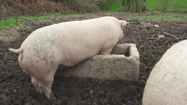 Domestic Pig Feeding In A Concrete Trough - full shot