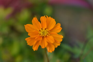 orange flower with bokeh background