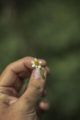 person holding a flower