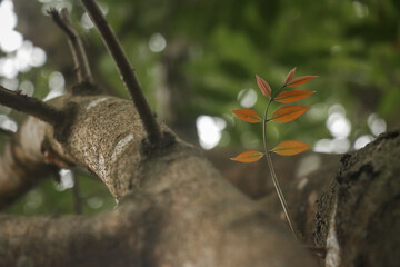 leaf of tree