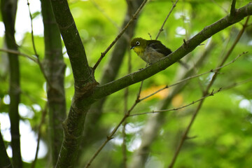 枝に止まって下を見るメジロ