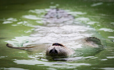 Upside-down seal in water.