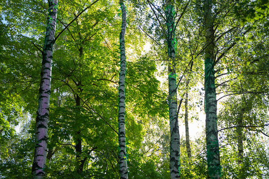 trees in a forest in munich