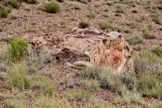Why do people want to disturb ancient petrified trees?