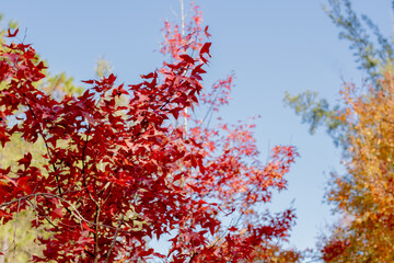 red autumn leaves