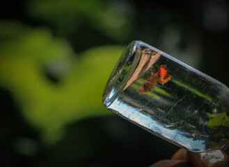 fish in glass