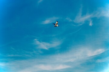 birds flying over the sky