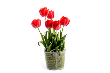 pink tulips growing in an old corroded galvanized tin bucket bucket isolated on white