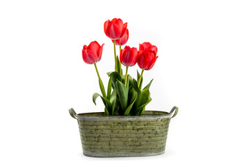 pink tulips growing in an old corroded galvanized tin bucket bucket isolated on white
